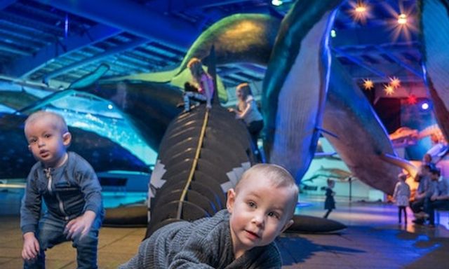 Whales of Iceland Reykjavik Ticket