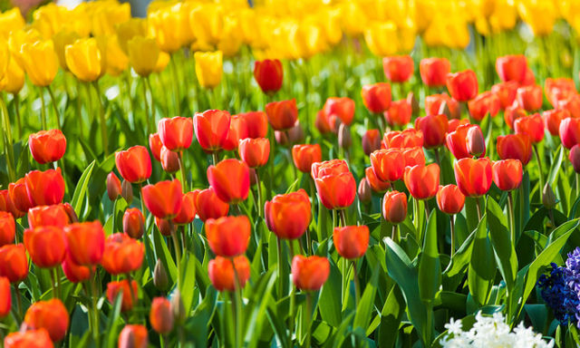 Keukenhof, Volendam, Marken & Cối xay gió với du ngoạn trên kênh đào