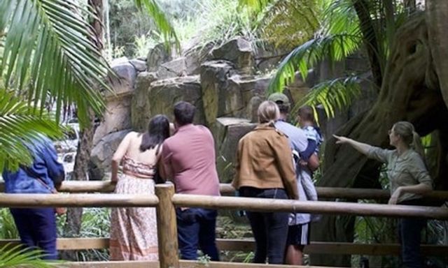 Tamborine Mountain: Hop-on Hop-off Bus Tour + Glow Worm Caves