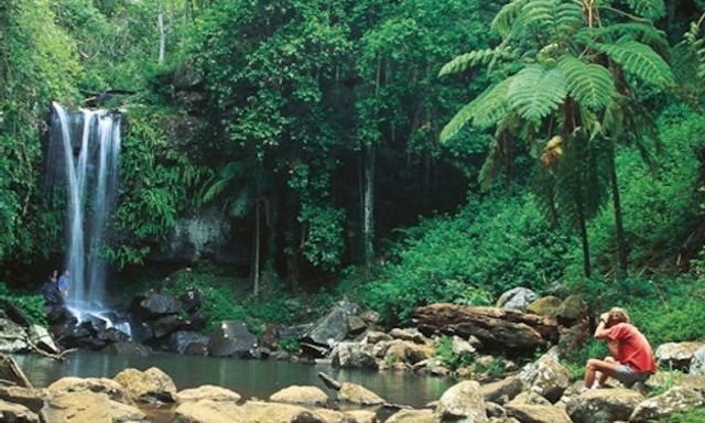 Hop on Hop off Bus to Tamborine Mountain from Brisbane