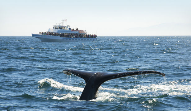 A majestic whale elegantly glides through the sea, framed against the backdrop of a distant cruise ship, creating a captivating image.