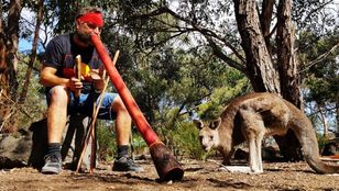 A tourist enjoys the Bellarine Peninsula, accompanied by a wild animal, immersed in the beauty of nature and wildlife.