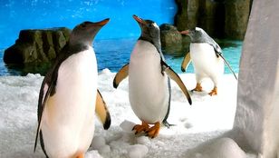 A charming image of penguins at SEA LIFE Melbourne, captivating visitors with their playful antics and adorable presence.