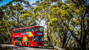 Blue Mountains Explorer Hop-On, Hop-Off Bus traverses the winding roads, immersing passengers in the breathtaking beauty of the mountains.