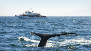 A majestic whale elegantly glides through the sea, framed against the backdrop of a distant cruise ship, creating a captivating image.