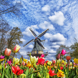 Keukenhof