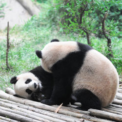 BeijingZoo