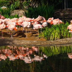 SanDiegoZoo
