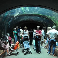 CaliforniaAcademyofSciences