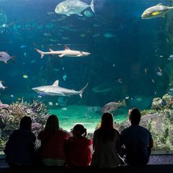 SEALIFEAquarium