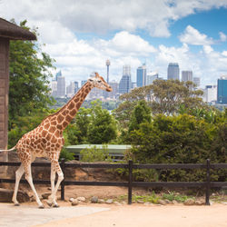 TarongaZoo