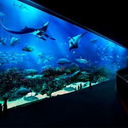 S.E.A.Aquarium