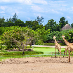 SafariWorld