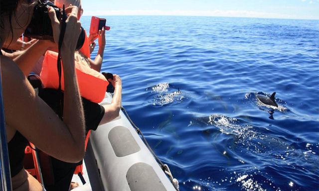 Explore Coastline and Dolphins - Small Group Tour from North
