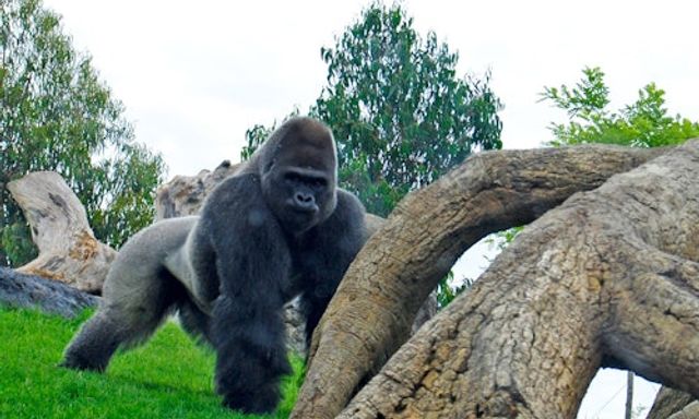 Bioparc Valencia: Fast Track Entry Ticket