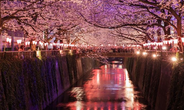 An evening with the Cherry Blossoms! A walking tour in Tokyo