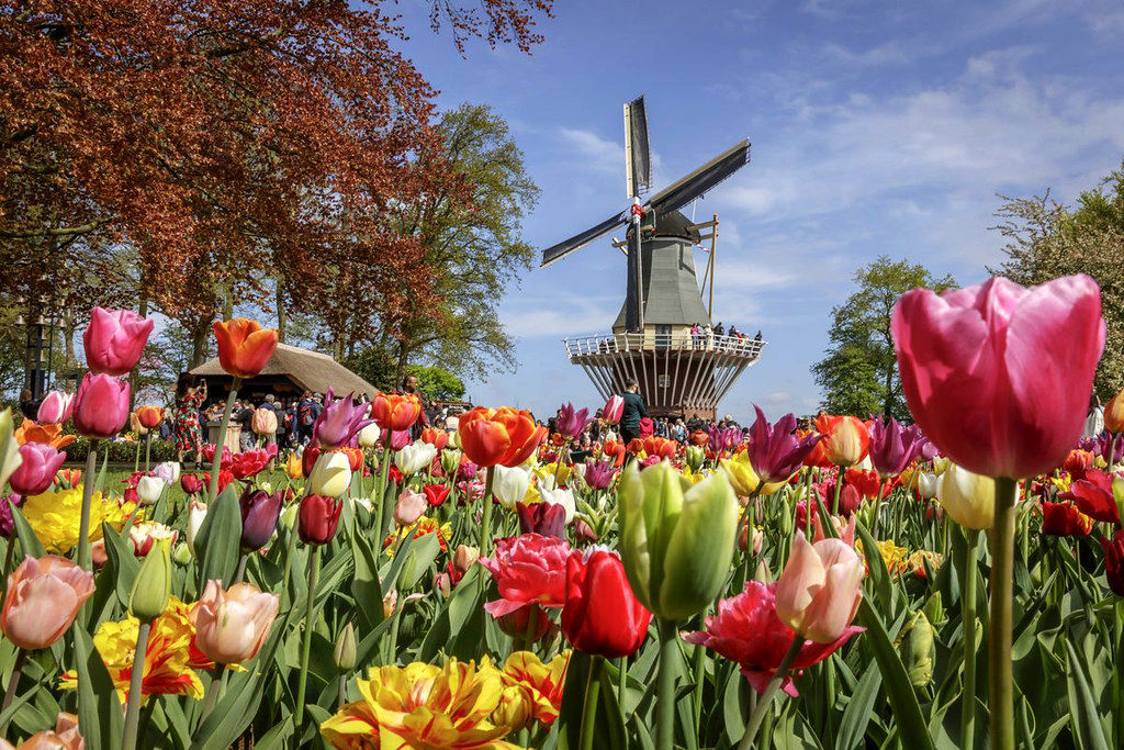 Skip-the-Line Keukenhof Ticket with Transfers & Amsterdam Canal Cruise